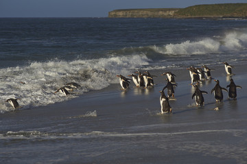 Large group of Gentoo Penguins (Pygoscelis papua) heading for a short early morning swim in the sea on Sealion Island in the Falkland Islands. Magellanic Penguins in the foreground
