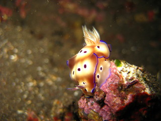 Meeresschnecke