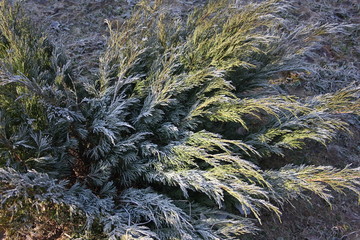 juniper