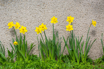 Daffodils spring flowers background