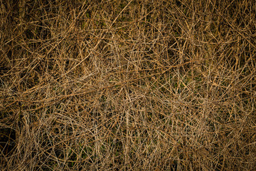 Abstract plant wallpaper