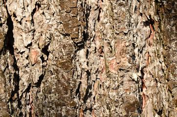 Texture of the bark of a tree
