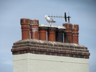 Schornsteine mit Möwe auf einem Dach in Wales, Großbritannien