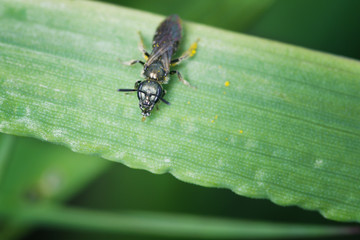 Naklejka premium macro beetle insect wild nature background texture
