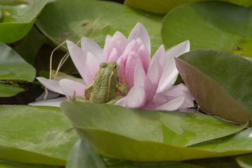Lotus flower frog