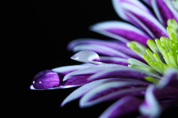 Flower with drop of water