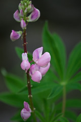 pink lupine flower closeup on the blurry background