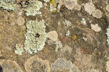 Stone texture with moss