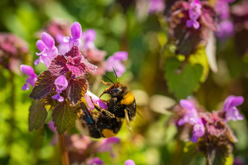 Beautiful field of green grass and purple flowers in a spring meadow