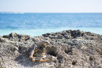 Iguana on the cliffs of the Caribbean sea.