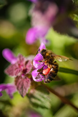 Beautiful field of green grass and purple flowers in a spring meadow