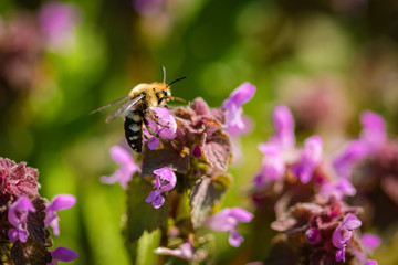Beautiful field of green grass and purple flowers in a spring meadow
