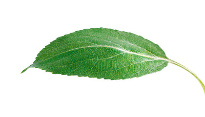 Fototapeta premium leaf