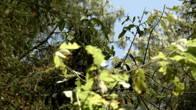 Vuelo de mariposas monarcas entre ramas