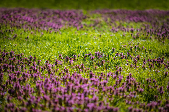 Fototapeta Beautiful field of green grass and purple flowers in a spring meadow