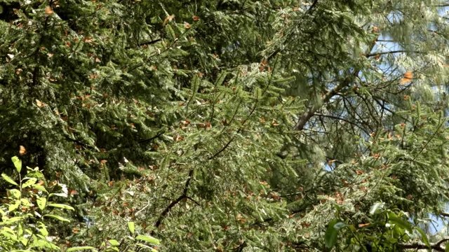 Mariposas monarca en santuario Valle de Bravo