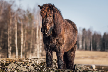 Fototapeta premium Brown Icelandic horse