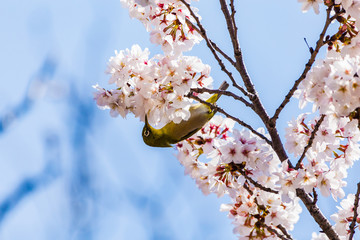 The Japanese White-eye and cherry blossoms. Located in Tokyo Prefecture Japan.