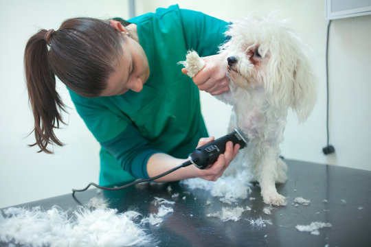 Bichon Fries grooming with trimmer