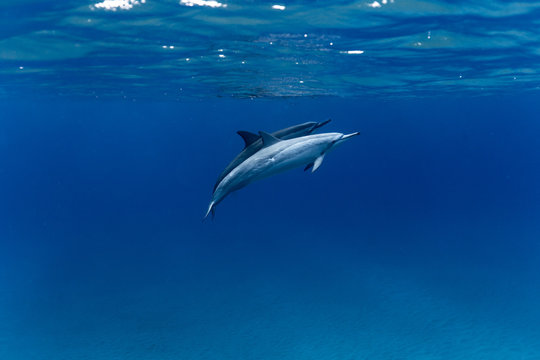 Two dolphins underwater