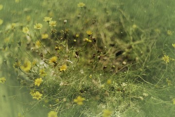 Yellow flower in the rain / photo art effect