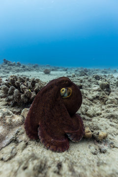 Octopus on seabed
