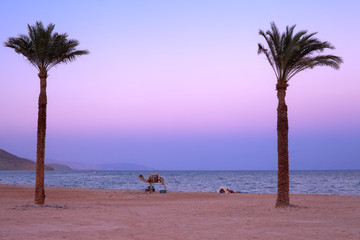 Wakacje w Egipcie. Palmy na plaży na wybrzeżu morza czerwonego.
