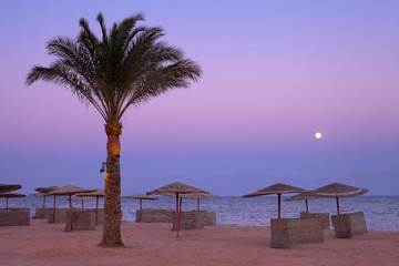 Wakacje w Egipcie. Palmy na plaży na wybrzeżu morza czerwonego.
