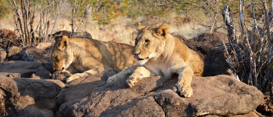 Lions near Victoria Falls