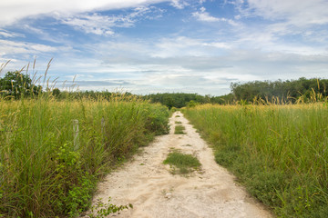 Fototapeta na wymiar Country Road through the prairie grass