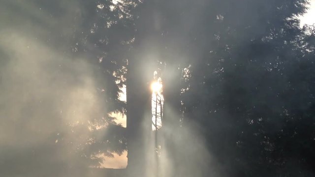 Sunbeams shining through the trees with smokey atmosphere