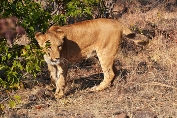 Lions near Victoria Falls