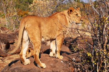 Lions near Victoria Falls