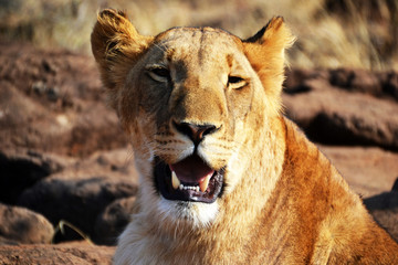 Lions near Victoria Falls