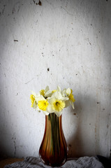 Yellow daffodils. beautiful flowers