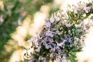 Rosemary blooming in spring