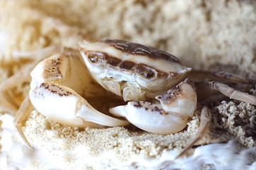 Crab in the sand