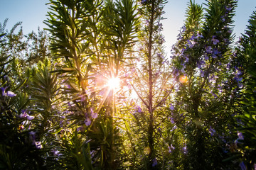 Branches of rosemary in spring sunset