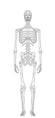 Scheletro umano, la struttura ossea del corpo, illustrazione vettoriale