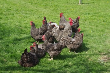Les poules "Coucous" de Rennes