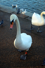 Swans of Hyde Park, London, Great Britain