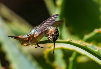 Allen's Hummingbird taking off