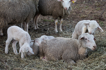 sheep and lamb flock