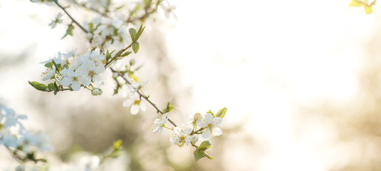 Blooming cherry tree in early springtime. Spring Background with a bokeh.