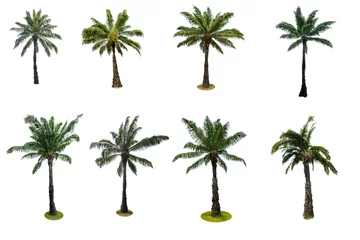 Foto op Plexiglas Palmboom Set van palmboom geïsoleerd op witte achtergrond