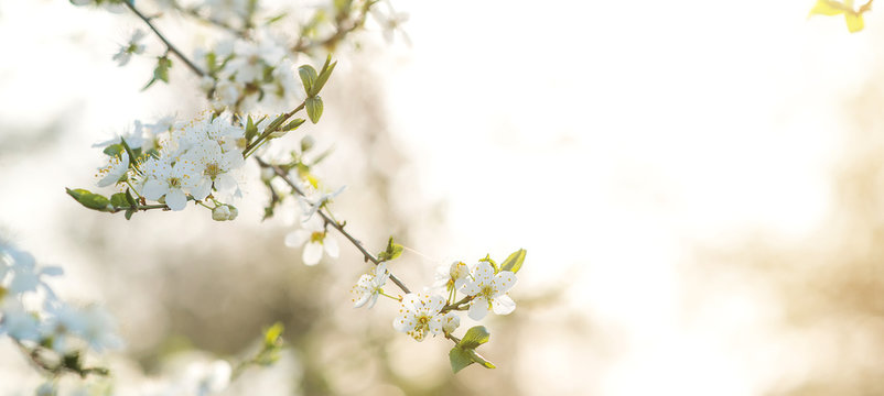 Blooming cherry tree in early springtime. Spring Background with a bokeh.