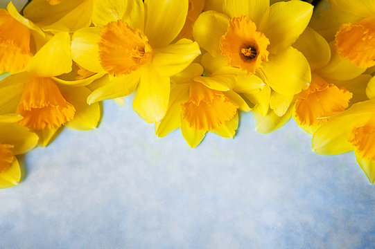 Amazing grunge background with Yellow flowers daffodils on turquoise texture. Beautiful Colorful Greeting Card for Mothers Day, Birthday, March 8. Top view, Flat lay. Horizontal Image With Copy Space