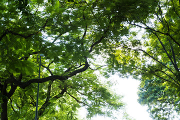 Big tree on color green background with green leafs