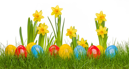 easter eggs and daffodil flowers in grass
