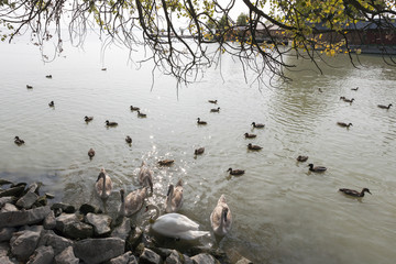 Ducks and swans on Lake Balaton. Quay of the town of Keszthely. Hungary.